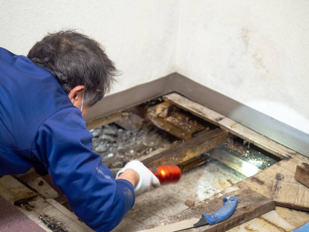 Best Mold Damage Restoration  in Woodlyn, PA